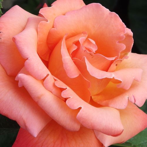 Rosa Christophe Colomb® - rosa de fragancia discreta - Árbol de Rosas Floribunda - rosal de pie alto - naranja - Alain Meilland- forma de corona tupida - Rosal de árbol con multitud de flores que se abren en grupos no muy densos.